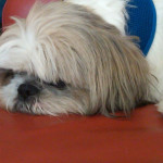 San Diego Puppy Care | FurtheLoveofYourPet.com