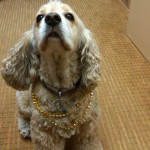 San Diego Dog Sitter | FurtheLoveofYourPet.com