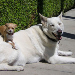 San Diego Professional Pet Sitter | FurtheLoveofYourPet.com