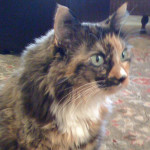 San Diego Cat Sitting | FurtheLoveofYourPet.com